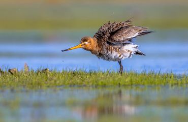 Grutto / Shutterstock