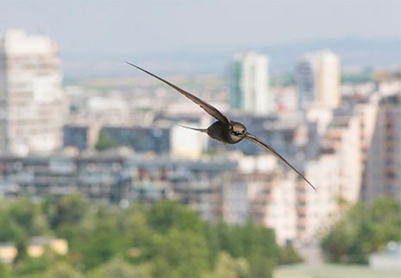 Gierzwaluw in de stad / Shutterstock