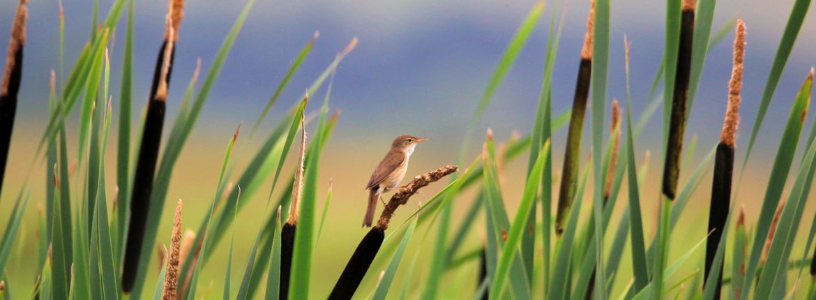 Kleine karekiet / Shutterstock