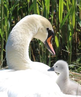 liefde is......moeder en kind