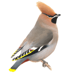 Pestvogel / Elwin van der Kolk