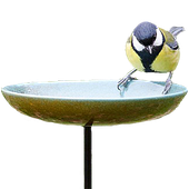 Waterschaal koolmees