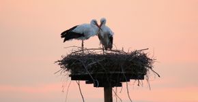 Ooievaar / Fokke Spoelstra - Fotogalerij