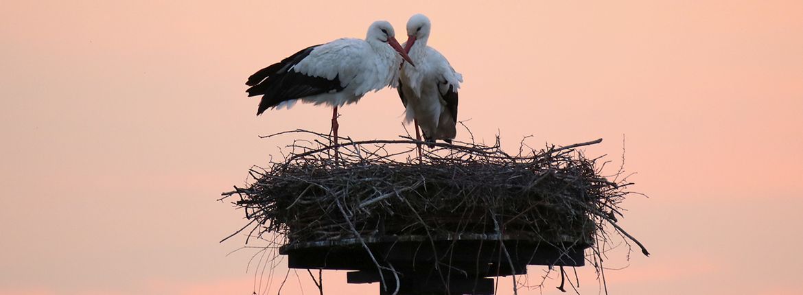 Ooievaar / Fokke Spoelstra - Fotogalerij