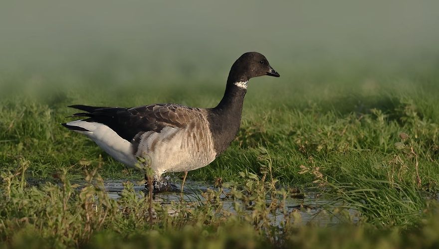 Witbuikrotgans / Ruwan Aluvihare