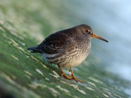 Paarse Strandloper glijdt bijna van de spekgladde stenen 