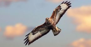 Buizerd / Shutterstock