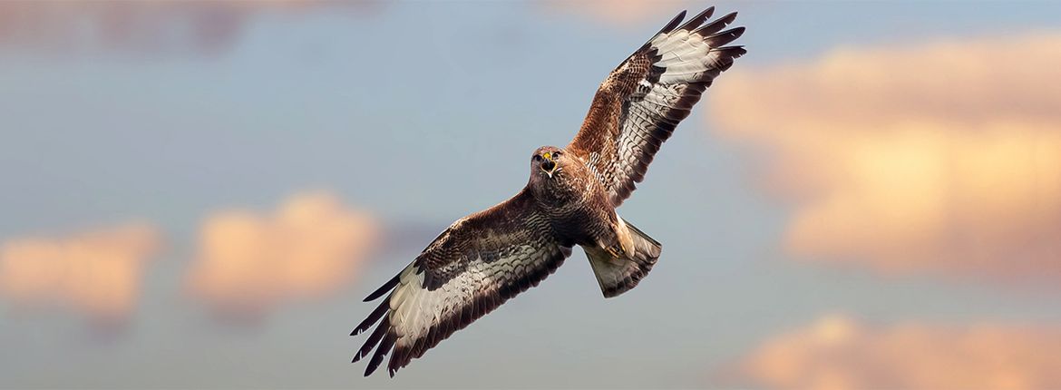 Buizerd / Shutterstock