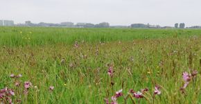 Amstelland vogelboulevard kruidenrijk grasland 