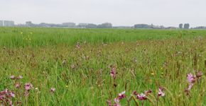 Amstelland vogelboulevard kruidenrijk grasland Amstelland vogelboulevard kruidenrijk grasland