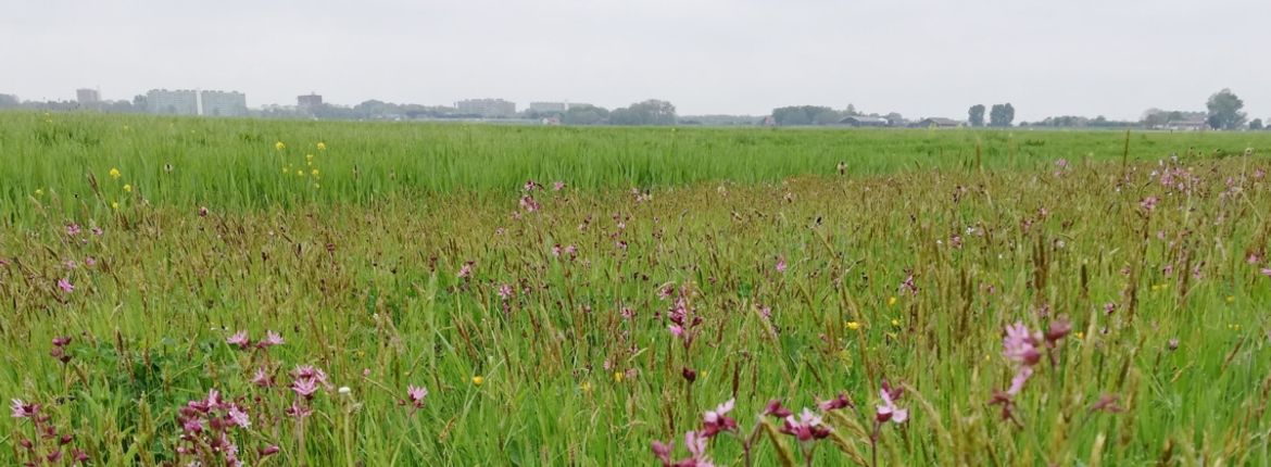 Amstelland vogelboulevard kruidenrijk grasland 