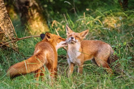 Vossen / Anne-Rie de la Cousine - fotogalerij