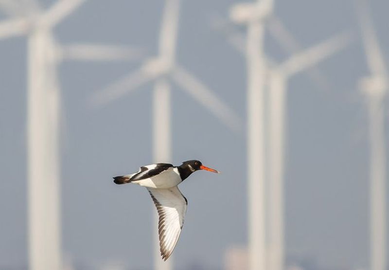 Scholekster / Shutterstock