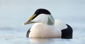 Eider / Shutterstock