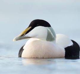 Eider / Shutterstock