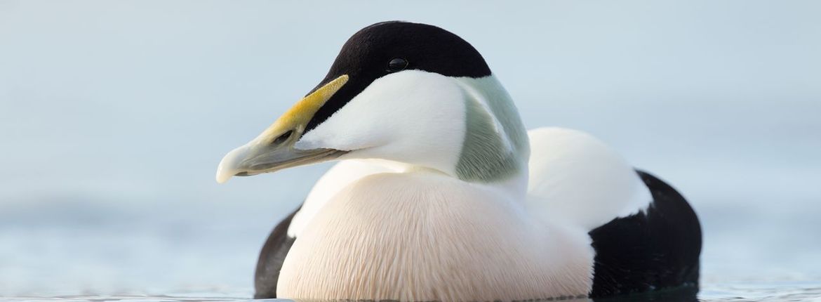 Eider / Shutterstock