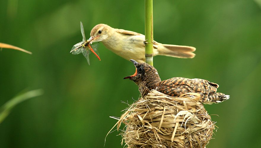 Kleine karekiet en koekoek / Shutterstock