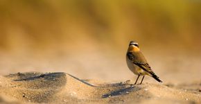 Tapuit/ Buiten-Beeld - Nico van Kappel