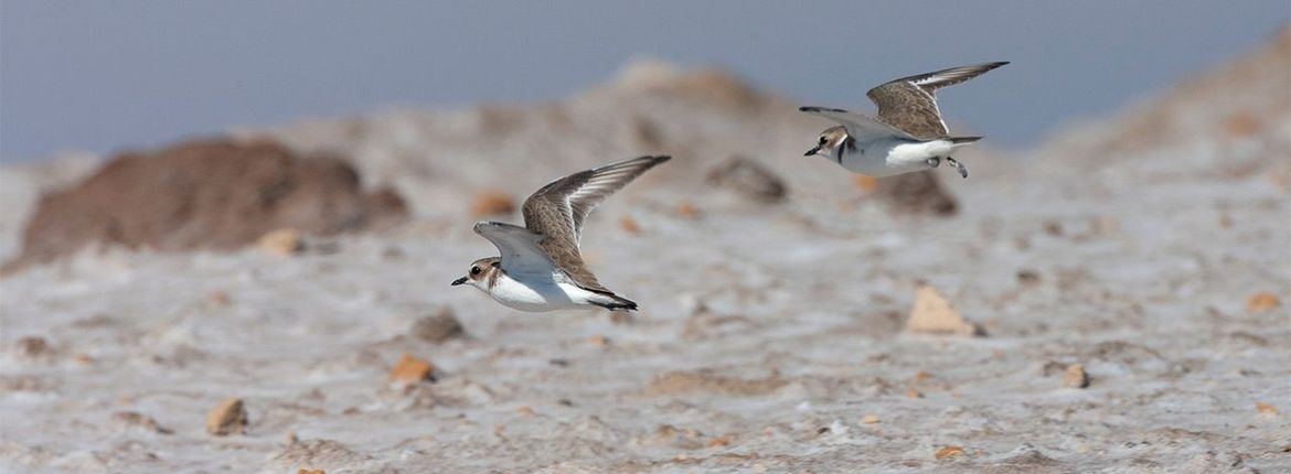 Strandplevier / Marc Guyt Agami