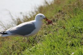 Zilvermeeuw langs Het Kanaal door Walcheren