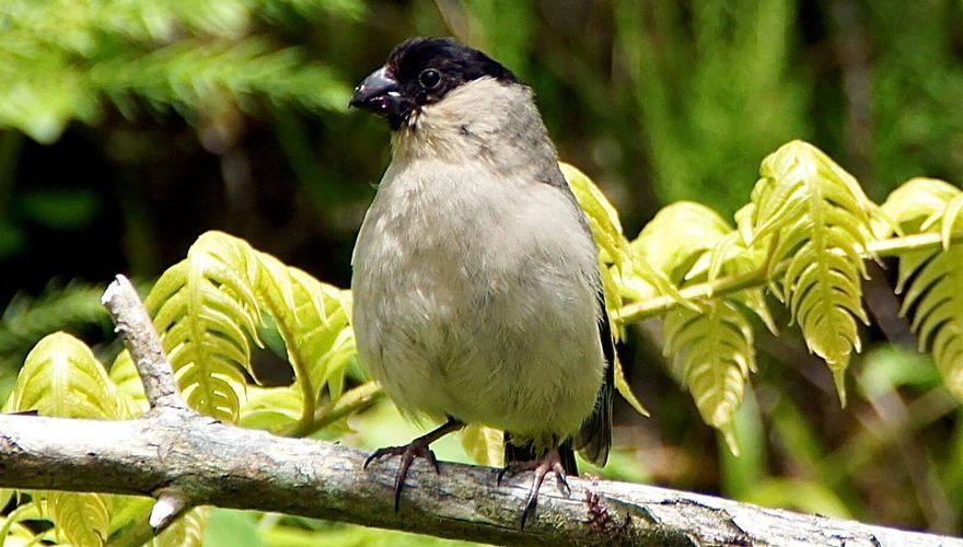 Azorengoudvink / BirdLife - putneymark