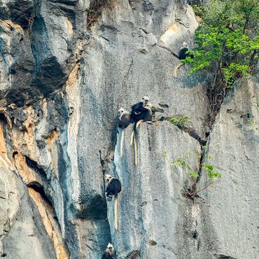  White-headed Langur / Marc Guyt AGAMI