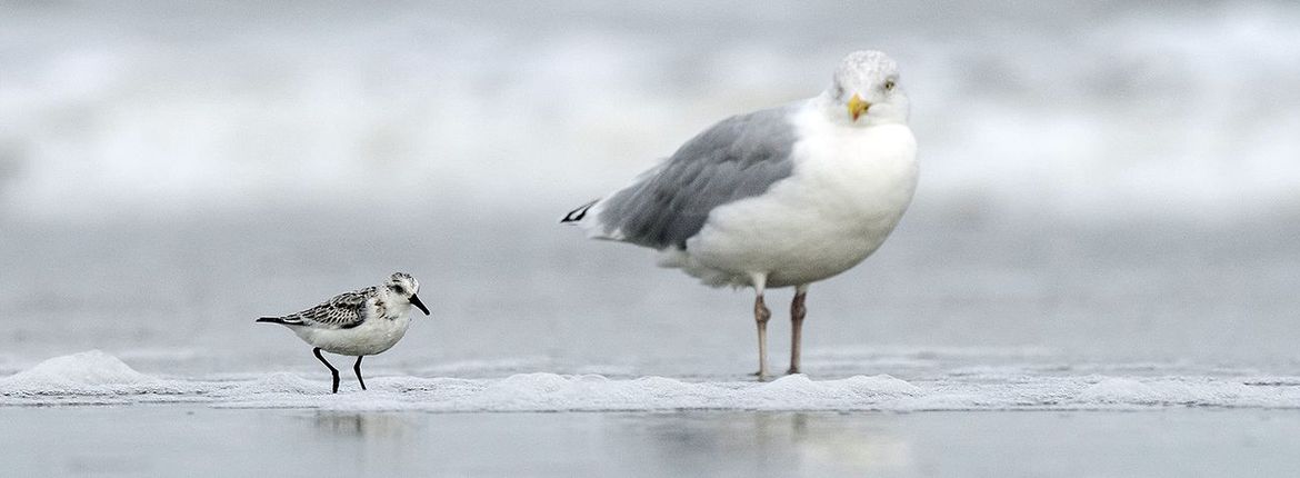 Drieteenstrandloper en zilvermeeuw / Jelle de Jong