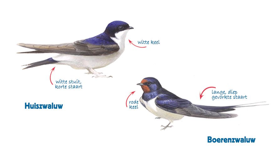 Infographic huiszwaluw en boerenzwaluw