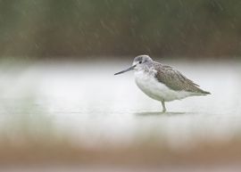 Groenpootruiter tijdens Regenbui