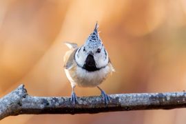 Herfstachtige Kuifmees