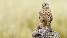 Torenvalk / Gladys Klip (Fotogalerij)