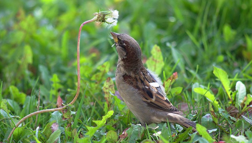 Luchtvaartmaatschappijen bolvormig pensioen Minder maaien: méér vogels | Vogelbescherming