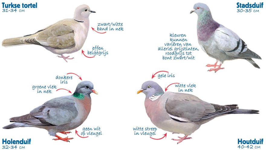 Infographic duiven Tuinvogeltelling