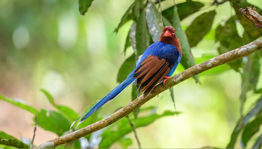 Blauwe kitta / Shutterstock