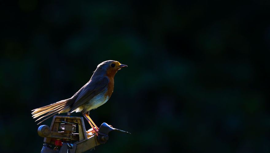 Roodborst / Diana van Geel - Fotogalerij