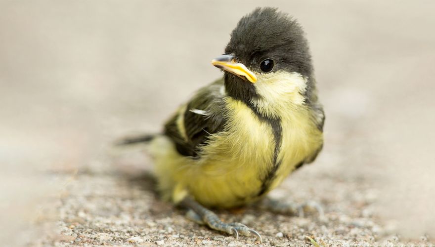 vogeltjes | Vogelbescherming