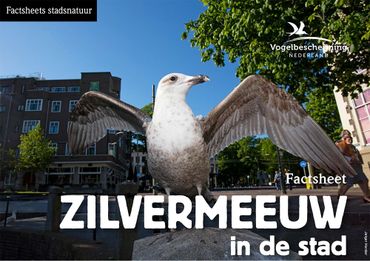 Factsheets stadsvogels Zilvermeeuw