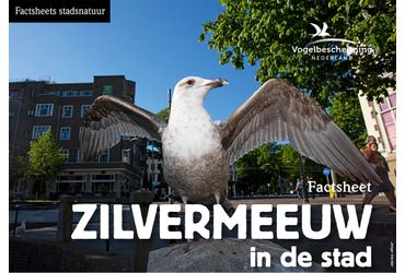 Factsheets stadsvogels Zilvermeeuw