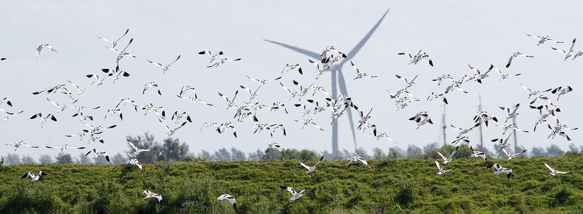 Windmolens en kluten / Michiel Locker - Fotogalerij