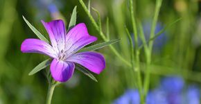 Bolderik / Hans Peeters