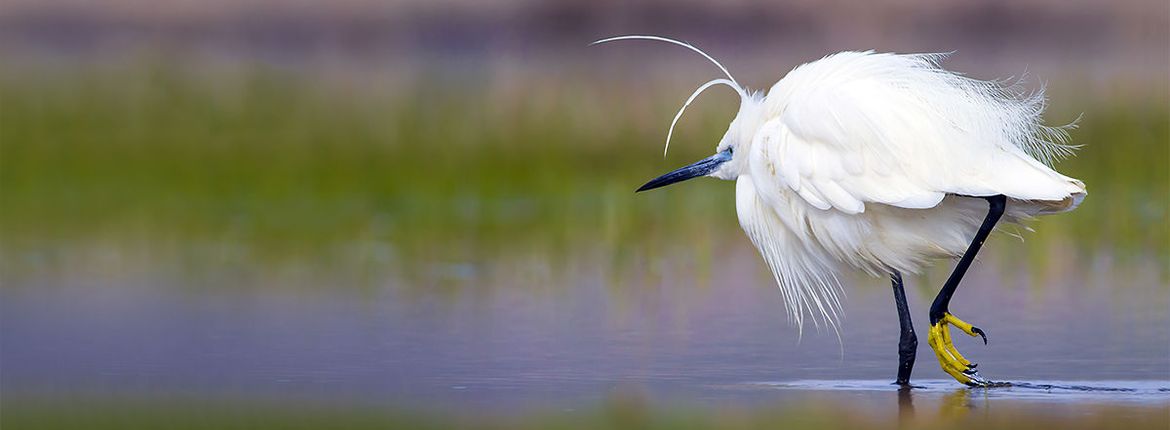 Kleine zilverreiger / Shutterstock