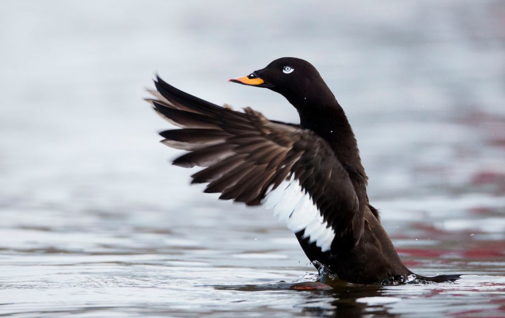 terug noedels Emuleren Grote zee-eend | Vogelbescherming