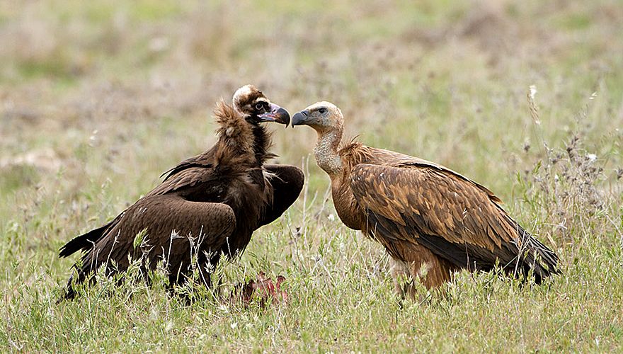 Monniksgier en vale gier / Birdphoto