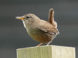 Winterkoninkje op paaltje zingt er lustig op los.