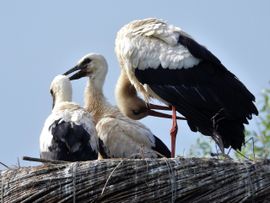 Kleine vogels worden groot