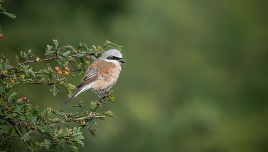 Grauwe klauwier / Robert van der Sluis