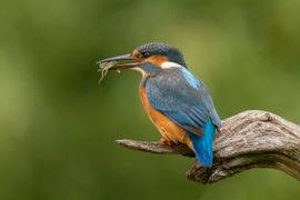 IJsvogel met prooi