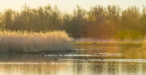 Oostvaardersplassen / Shutterstock