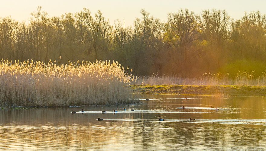 Oostvaardersplassen / Shutterstock