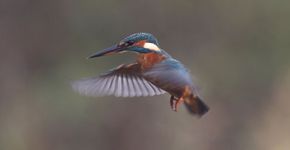 IJsvogel / Ad Sprang